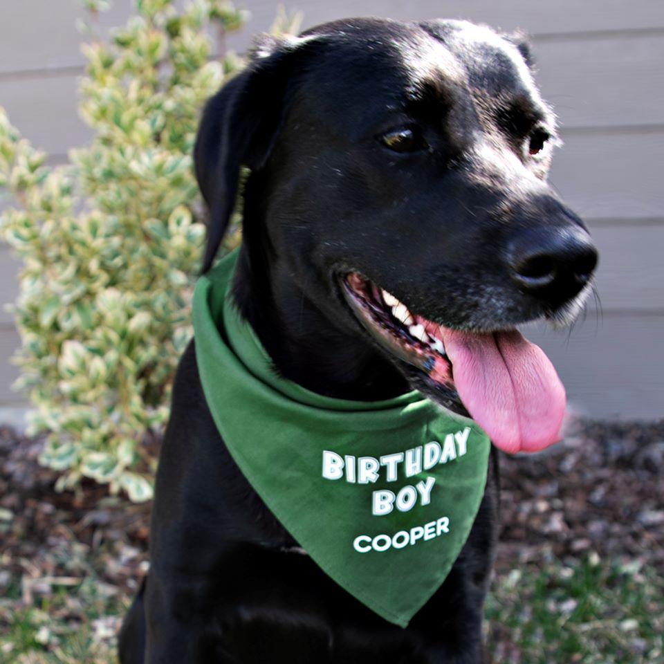 Qualtry sales dog collar