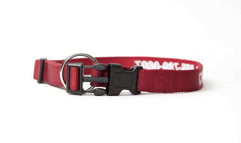 Personalized Dog Collars -  - Qualtry