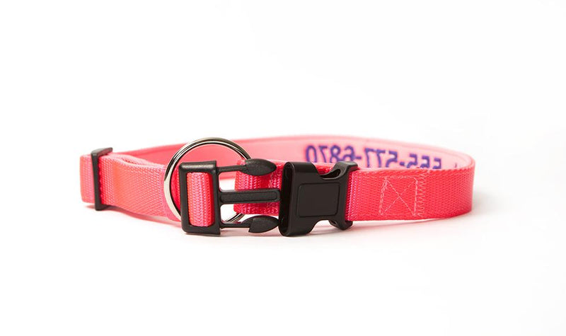 Personalized Dog Collars -  - Qualtry