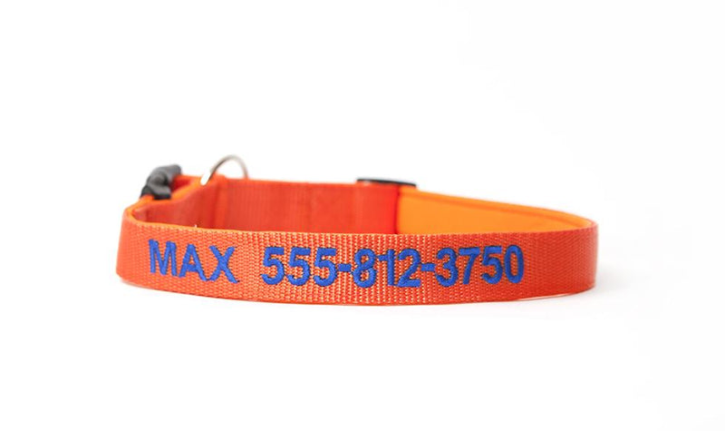 Personalized Dog Collars - Extra Small / Orange - Qualtry