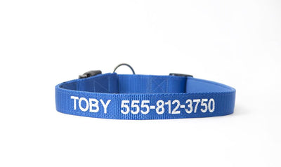 Personalized Dog Collars - Extra Small / Blue - Qualtry