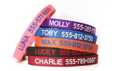 Personalized Dog Collars -  - Qualtry