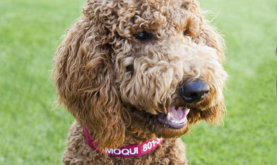 Personalized Dog Collars -  - Qualtry