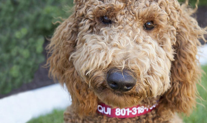 Personalized Dog Collars -  - Qualtry