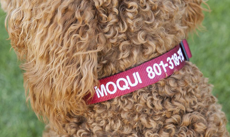 Personalized Dog Collars -  - Qualtry