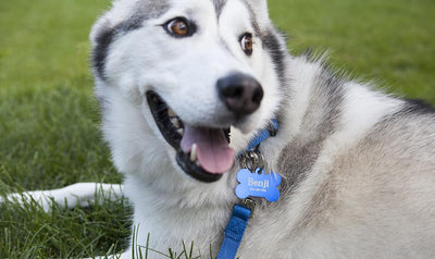 Personalized Large Pet Tags -  - Qualtry