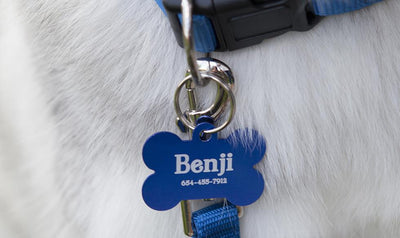 Personalized Large Pet Tags -  - Qualtry