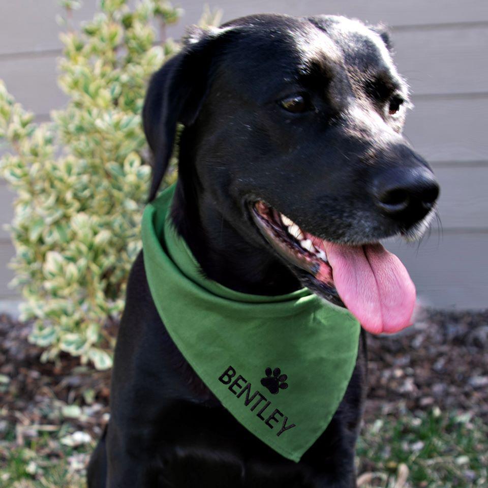 Embroidered Dog Bandanas -