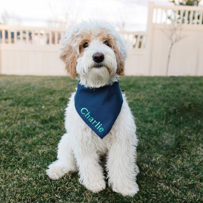 Embroidered Dog Bandanas -  - Qualtry